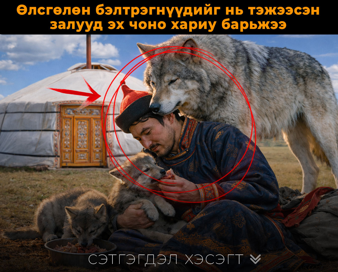 Өлсгөлөн бэлтрэгнүүдийг нь тэжээсэн залууд эх чоно хариу барьжээ